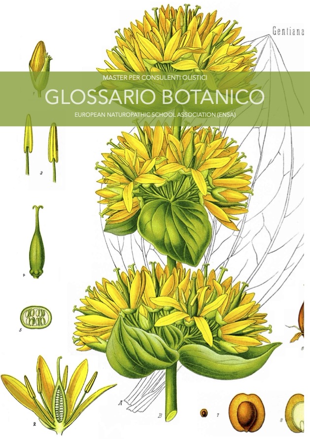 Glossario botanico