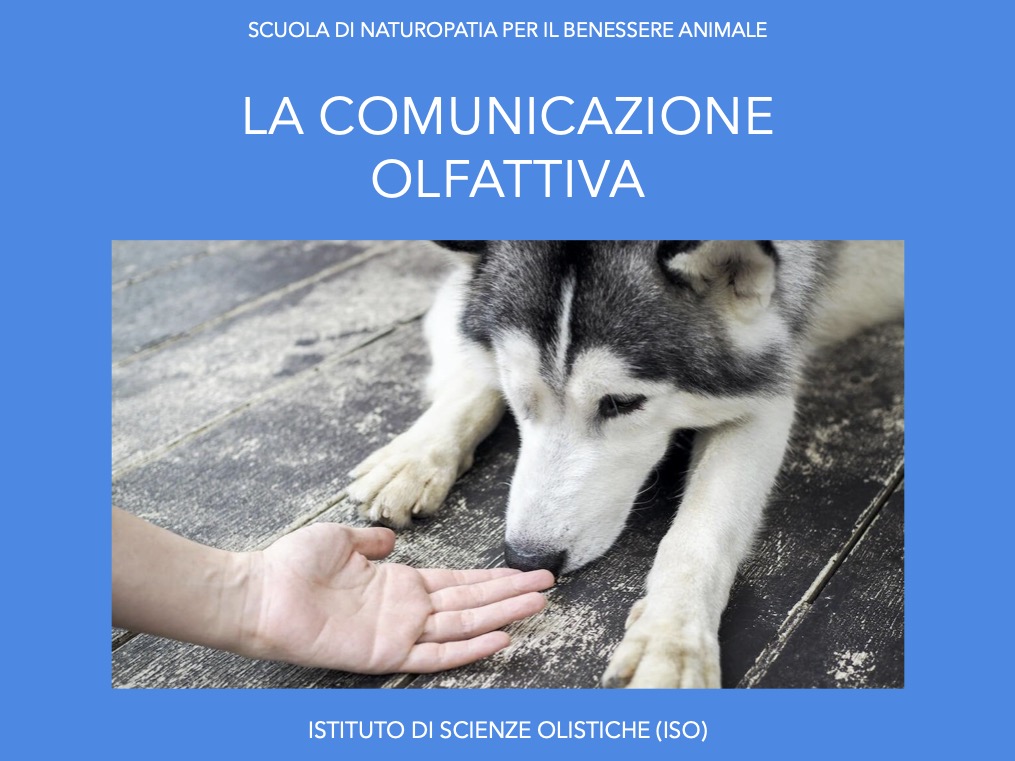 La comunicazione olfattiva