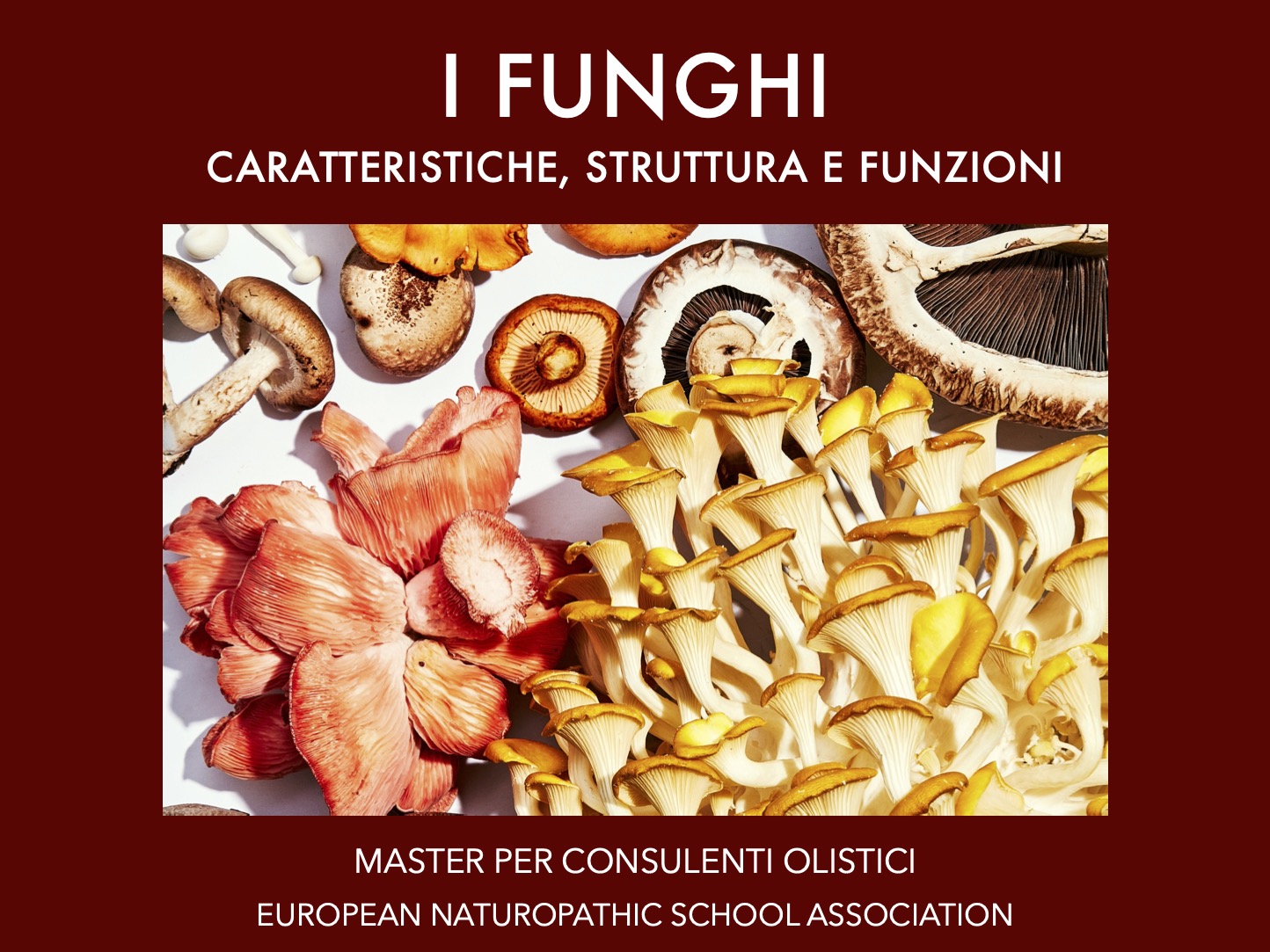 I funghi in botanica